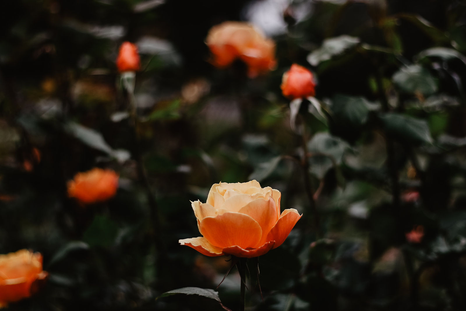 madeleine-ragsdale-JKswoLrhckA-unsplash.