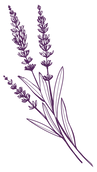 lavendar_drawing.png