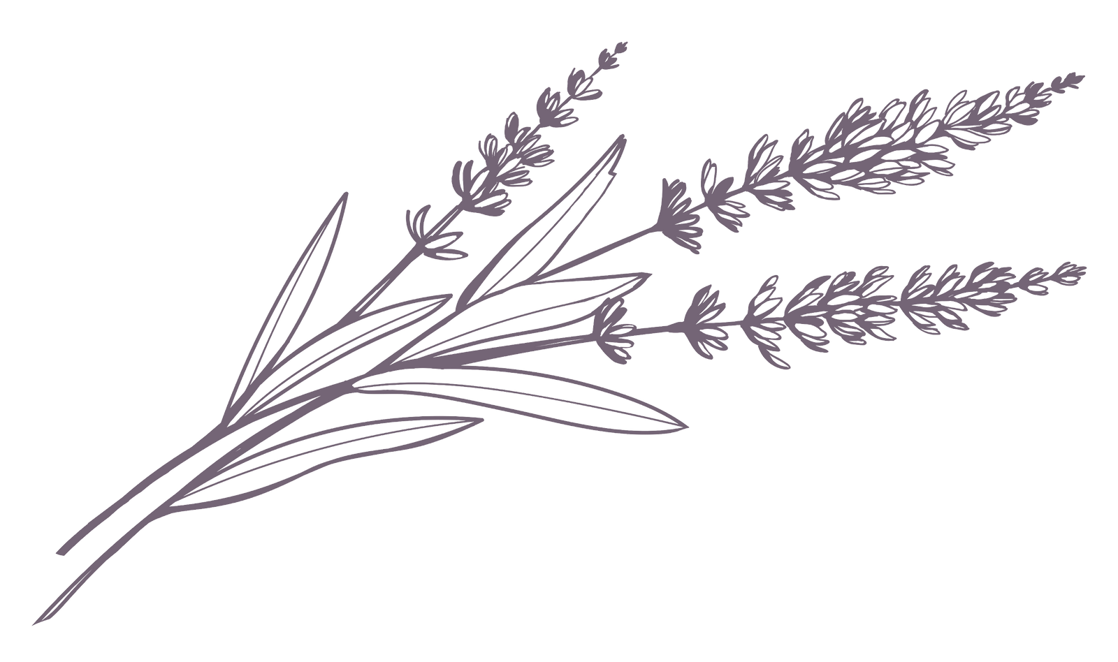 lavendar_drawing_edited_edited_edited_ed